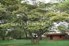 Pterospermum reticulatum